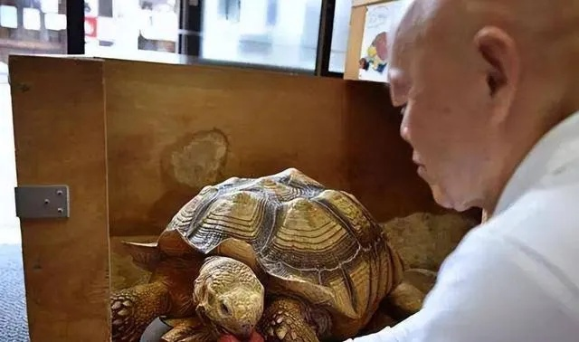 节后返家价值几万乌龟全被煮 男子回应：很苦恼