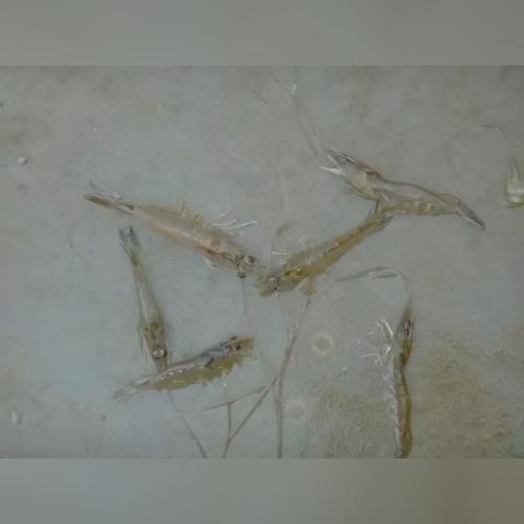 第一人称心理恐怖游戏《坏死症: 完整意识》公开