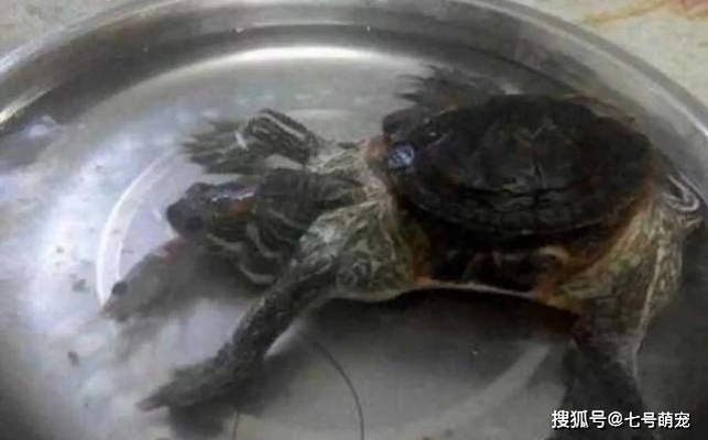 节后返家价值几万乌龟全被煮 男子回应：很苦恼