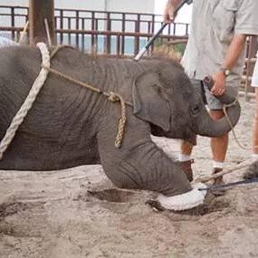 新研究显示玩《俄罗斯方块》可以缓解PTSD创伤后应激障碍