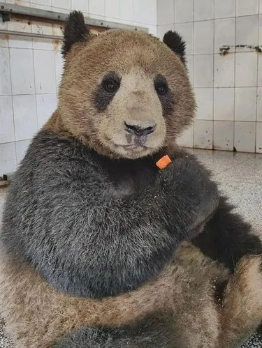 全网最“黑”大熊猫出现了 网友：挖煤去了吗？