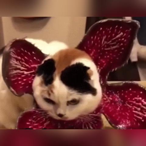 《生化危机9》唯一60分出自自闭症玩家 怀旧成扣分项