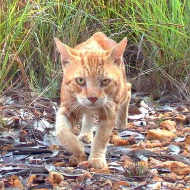 “潜”入美味,戴夫绝配,KFC|潜水员戴夫联动开启