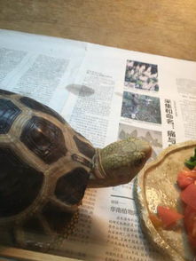 节后返家价值几万乌龟全被煮 男子回应：很苦恼