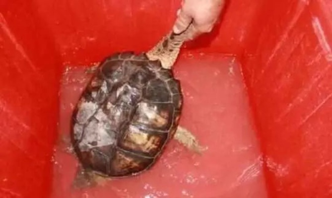 节后返家价值几万乌龟全被煮 男子回应：很苦恼