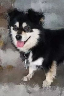 巴西男子被两条狗狂咬 手机突然爆炸救了他一命