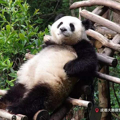 全网最“黑”大熊猫出现了 网友：挖煤去了吗？