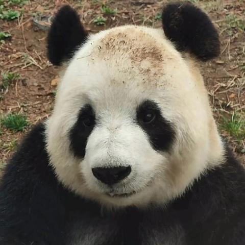 全网最“黑”大熊猫出现了 网友：挖煤去了吗？