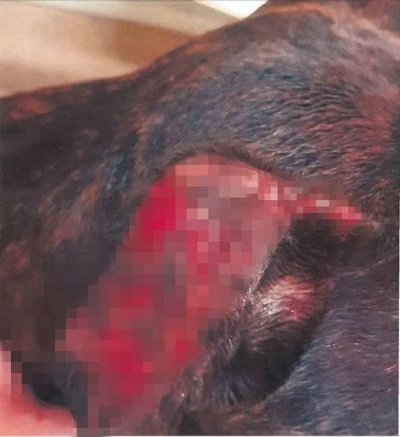 巴西男子被两条狗狂咬 手机突然爆炸救了他一命