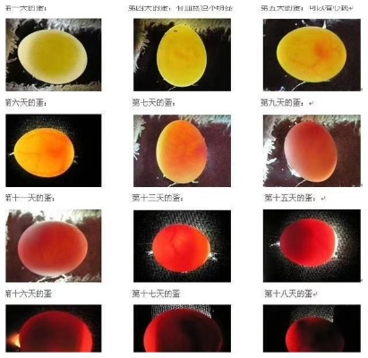 鹦鹉蛋孵化实战指南，受精分辨·控温技巧·雏鸟育成，养宠玩家速藏