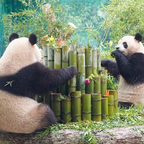 杭州两只大熊猫“半半”“香果”接连死亡 官方公告：闭馆整改