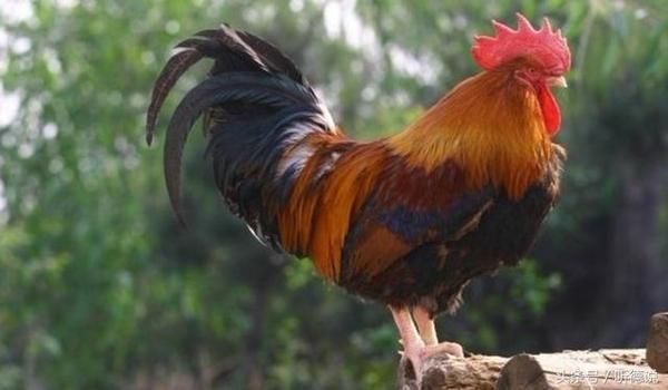 《无风计划》9英尺高的公鸡主角收到了预期的反响