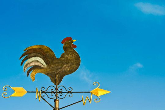 《无风计划》9英尺高的公鸡主角收到了预期的反响