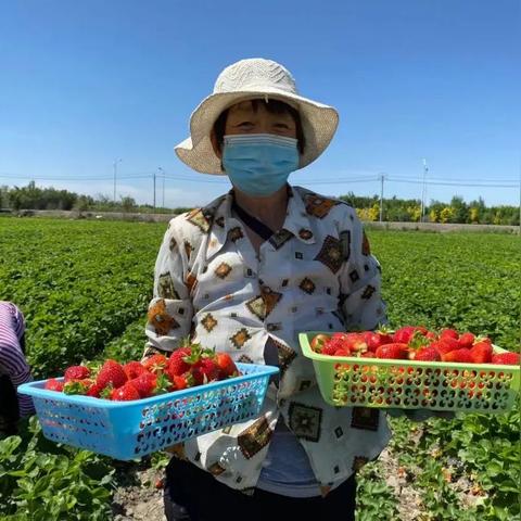 草莓价格跌至1元一斤？有商户半天卖出三四千斤