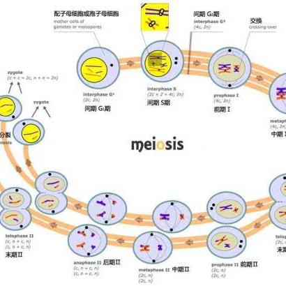男性Y染色体正在消失！与多种疾病相关 男性会灭绝吗