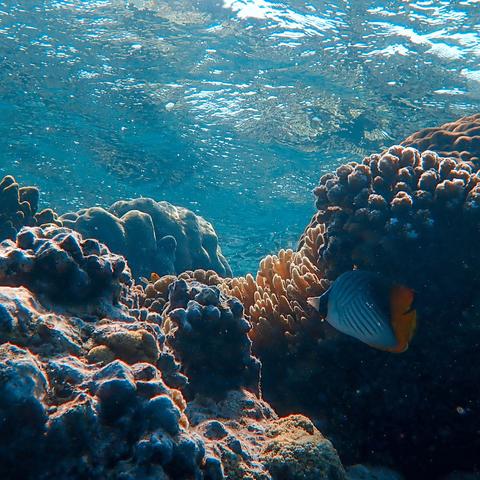 iPhone 17系列国内销量接近2300万：顶配版的万元Pro Max最受国人青睐