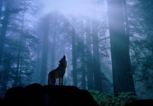 群狼吧私藏，从新手到狼王，狼人杀全版型进阶攻略+抿人黑科技揭秘