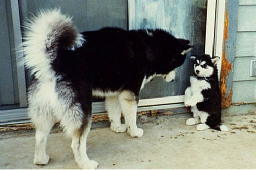 茶水铺狗子累到不想营业？3招get萌宠治愈+职场轻解压的高效方案