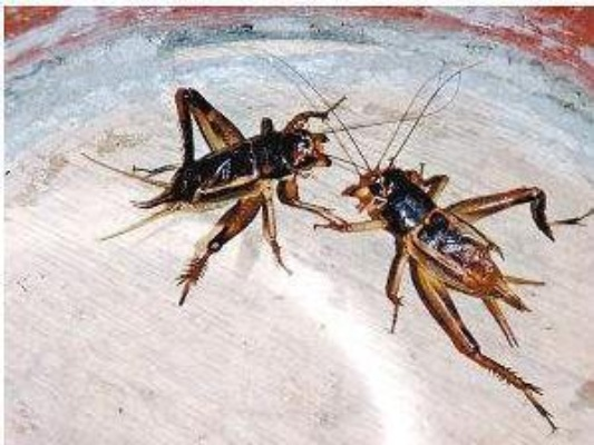 斗蛐蛐类型细分+实战全攻略，新手如何选将、养虫、称霸民间擂台？