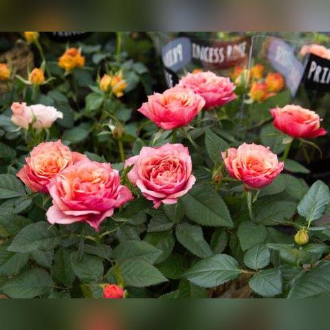 口袋妖怪日月怎么玩？新手通关/对战培育/隐藏要素全攻略