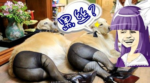 路边捡到野生黑丝的后果 你家合体能解除的囧图