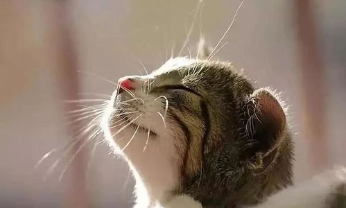 90后吃素女生自制纯素猫粮 吧友:虐猫党都想不出这出