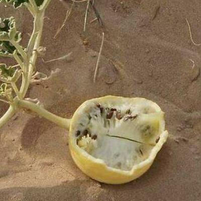 《红色沙漠》承认公布太早了！饼画大了因此加倍努力