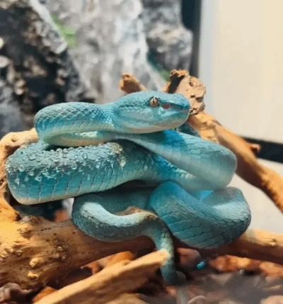 一口能致命 广州男子实拍“盖瑞蛇”进食过程被咬