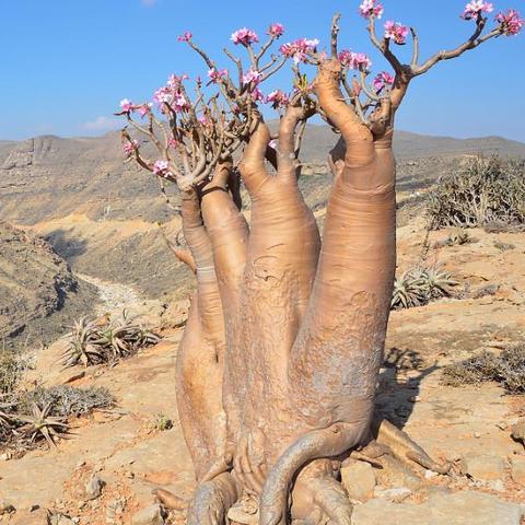 《红色沙漠》25分钟超长实机！探索战斗全展示