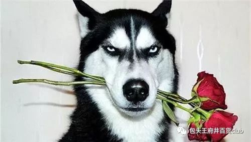 东都哈士奇值得练吗？近战碾压级战宠培养+实战场景适配全攻略