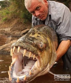 别再养烂大街的怪兽鱼！3类核心分型+热门场景精准攻略