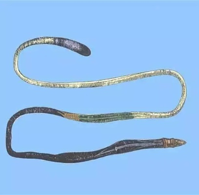 17岁男生发现新物种筷子蛇 直接发SCI期刊