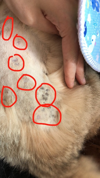 花800元买猫却被传染全身长猫藓 治疗花费已近千元