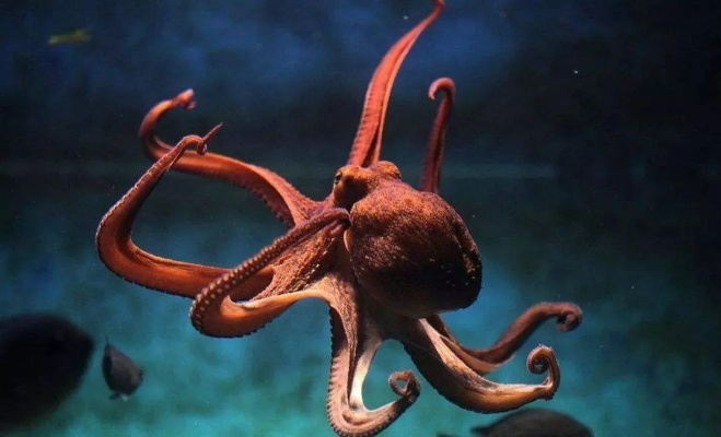 当人类灭绝谁会主宰地球？科学家：章鱼