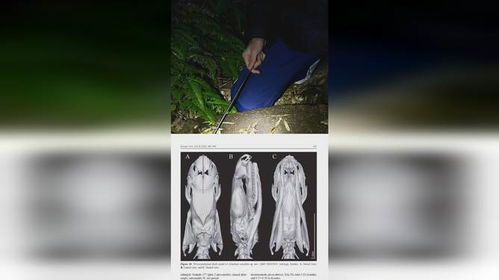 17岁男生发现新物种筷子蛇 直接发SCI期刊