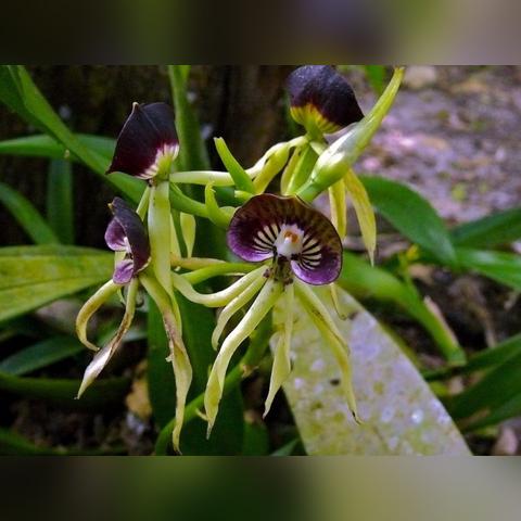 当人类灭绝谁会主宰地球？科学家：章鱼