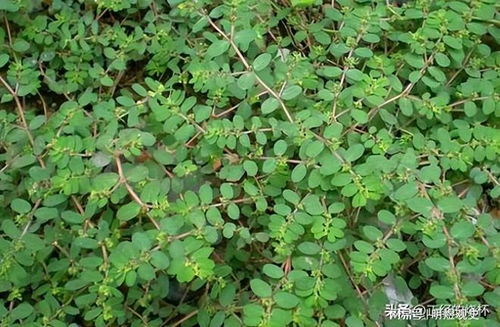 珍稀黑节草怎么种？选购鉴别、药用功效及种植避坑全攻略