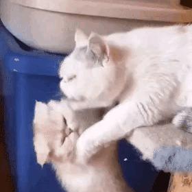 别再卡关！绝望猫3大类型拆解+热门需求匹配，救援/养成/通关一站式攻略