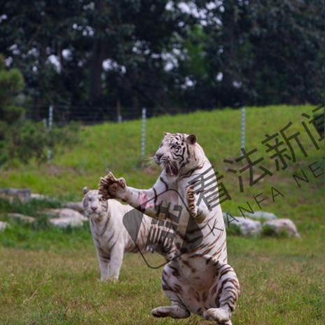 手机掉幼虎园被围观？野生动物园应急处置全攻略+真实案例拆解