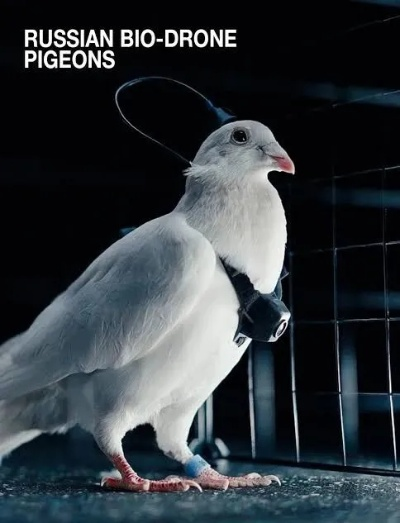 俄罗斯一公司将鸽子变脑控无人机：一天飞行500公里无需换电池
