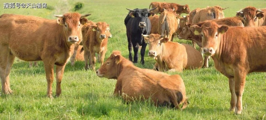 2026年养牛选什么品种？匹配热门需求的实战养殖全攻略