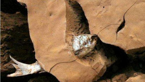 美国死亡谷魔鬼洞沙漠海啸类型解析，2025-2026观测攻略+安全指南