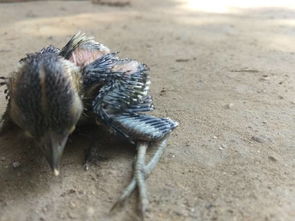 别再被丑鸟啄爆！3类丑鸟机制拆解+逃课打法+专属掉落全指南