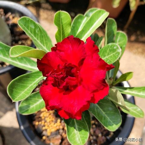 《红色沙漠》更多游戏玩法曝光 可建造家园种地养猪