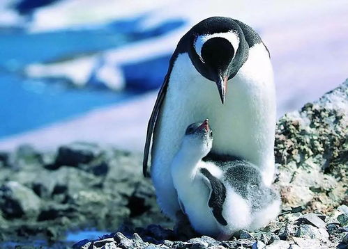 终末地女管企鹅被申请版权还卖周边！吃相太难看？