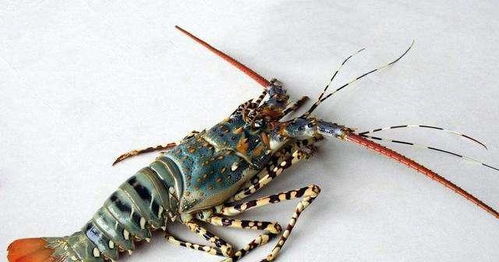 零基础“养龙虾”要花多少钱？有人因OpenClaw失控花费上万元