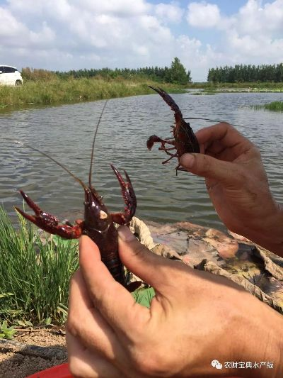 零基础“养龙虾”要花多少钱？有人因OpenClaw失控花费上万元