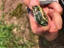 男子饲养罕见双头龟 喂食时2个头还争食！网友：相煎何太急