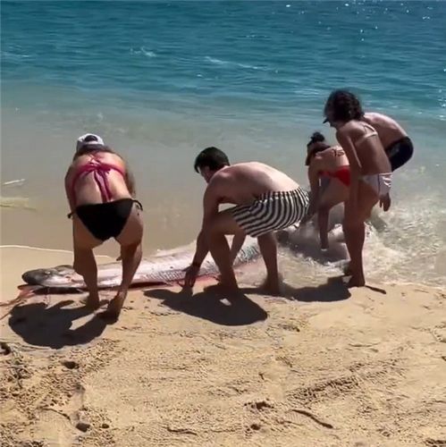 “末日鱼”冲上墨西哥海滩 多名比基尼连手施救