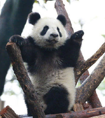 还有秦始皇骑北极熊！ 《王之凝视》发布重大更新